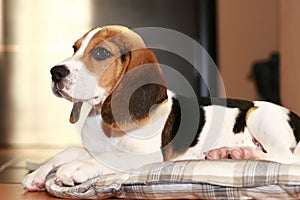 Beagle puppy lying on a bed