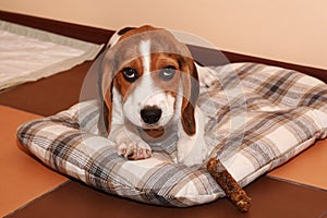 Beagle puppy lying on a dog bedding