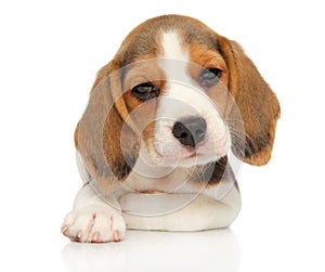 Beagle puppy lying on a white background