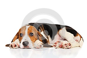 Beagle puppy lying on white background