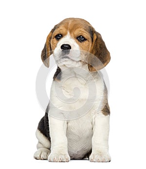 Beagle Puppy, 2 months old, sitting