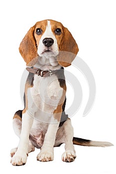 Beagle puppy over white background