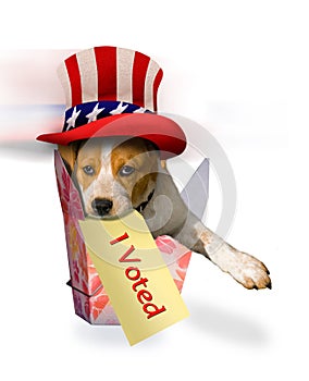 Beagle Puppy in Patriotic Hat