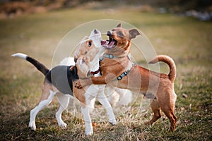Beagle puppy playing