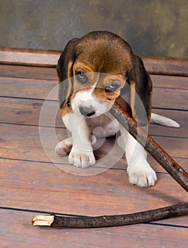 Beagle puppy playing