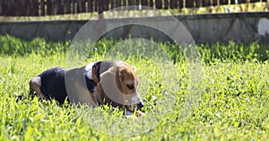 Beagle puppy playing with chew bone for healthy teeth