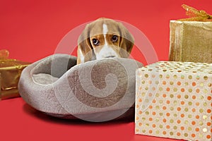 Beagle puppy on a red background among Christmas gifts. A dog as a gift