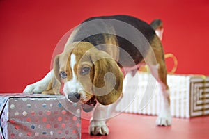 Beagle puppy on a red background opens a gift with its fangs looking at the camera