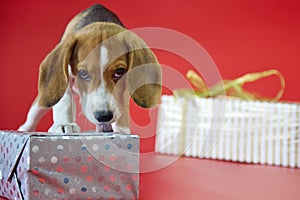 Beagle puppy on a red background opens a gift with its fangs looking at the camera