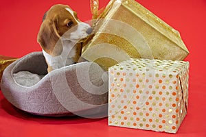 Beagle puppy on a red background pulls a gift bow with its fangs looking at the camera