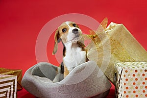 Beagle puppy on a red background pulls a gift bow with its fangs looking at the camera