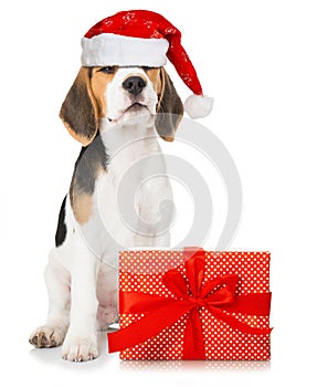 Beagle puppy with red santa hat and a christmas gift