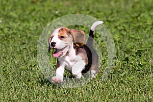 Beagle puppy running