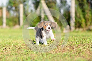 Beagle puppy