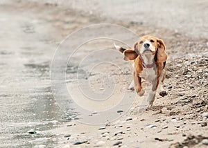 Beagle puppy running on the sea beach