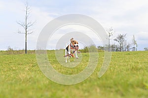 A beagle puppy runs with a tug toy in its mouth. Playful dog running in the meadow. Tug of war dog toy in a dog& s
