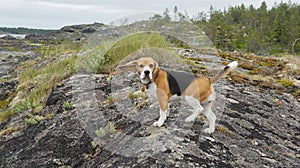 Beagle puppy sea adventures of dog