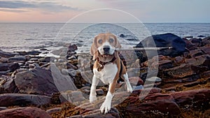 Beagle puppy sea adventures of dog