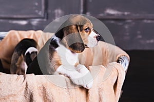 Beagle puppy sit in basket