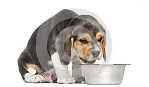 Beagle puppy sitting in front of a dog bowl without appetite