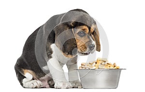 Beagle puppy sitting in front of a full dog bowl with despair
