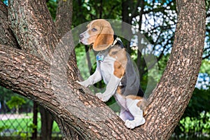 Beagle puppy sitting on an old tree