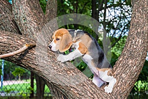 Beagle puppy sitting on an old tree