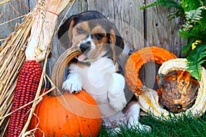 Beagle puppy sitting with a pumpkin, gourds, and other Autumn decorations