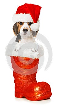 Beagle puppy sitting in a santa boot