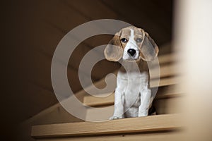 Beagle puppy sitting on wooden staircase.