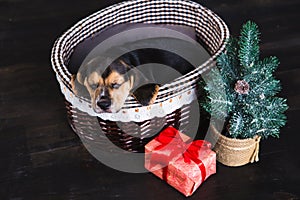 Beagle puppy sleeping in a basket