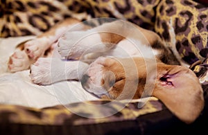 Sleeping beagle puppy