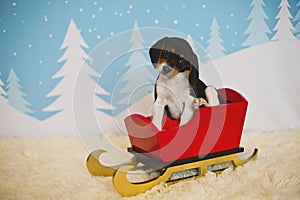Beagle puppy in a sleigh