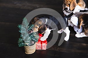 Beagle puppy sniffing Christmas tree