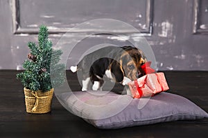 Beagle puppy sniffing gift box