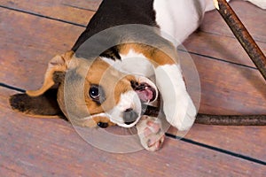 Beagle puppy with stick