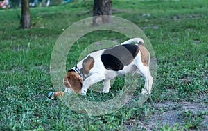 Beagle puppy with a toy on grass