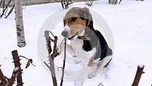 A beagle puppy walks in the snow in winter, plays, gnaws on branches. Funny videos with animals