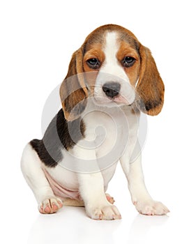 Beagle puppy on a white background