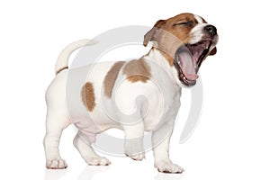 Beagle puppy yawns on a white background photo