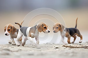 beagle puppys unsure trot