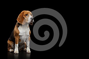 Beagle Purebred Dog Isolated on Black Background