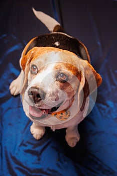 Beagle purebred dog photo sesion in studio photo