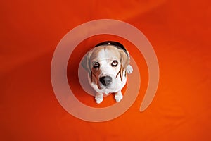 Beagle purebred dog photo sesion in studio photo