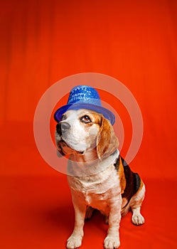 Beagle purebred dog photo sesion in studio photo