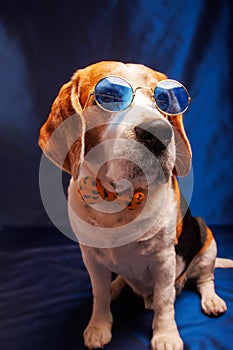 Beagle purebred dog photo sesion in studio photo