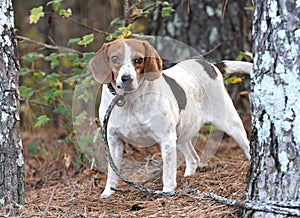 Beagle rabbit hunting dog