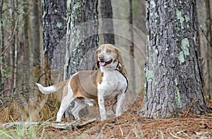 Beagle rabbit hunting dog, Georgia