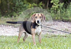 Beagle rabbit hunting dog rescue photo