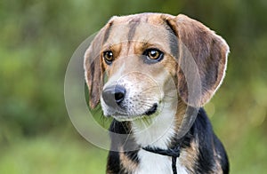 Beagle rabbit hunting dog rescue photo